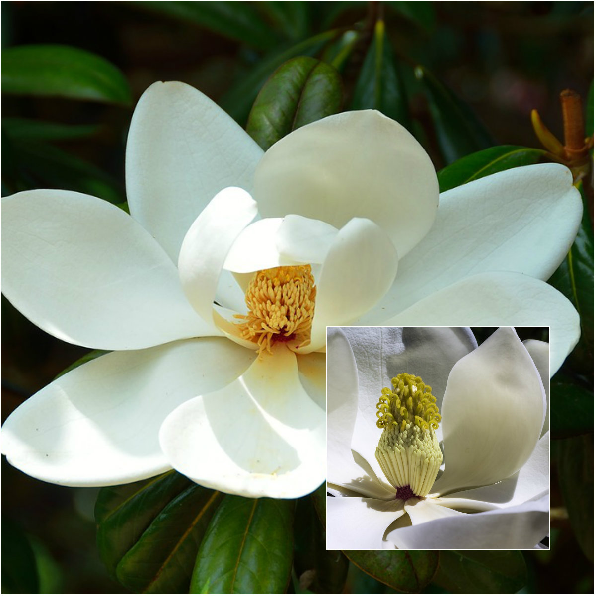 magnolia